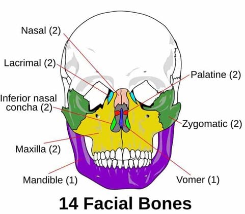 diagram of basic facial anatomy
